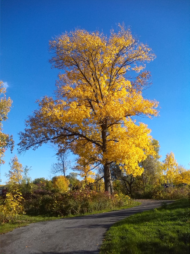 lp_yellow_tree